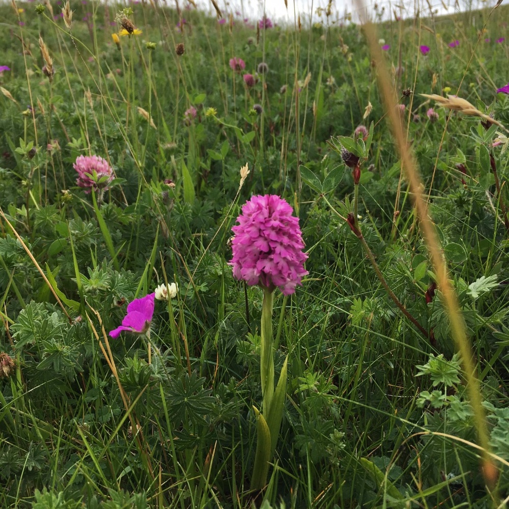 Meet your Posher, Libby